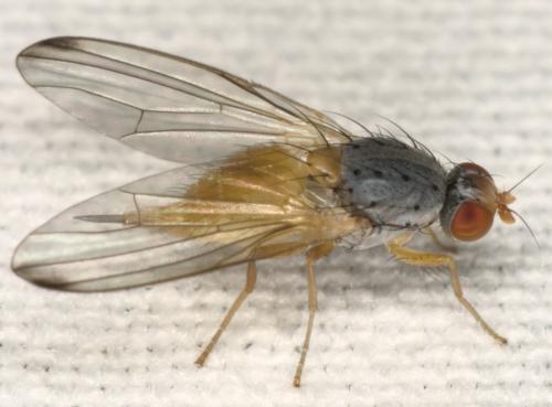 Réf. 324 831 : Palloptera ustulata